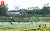 Ngỡ ngàng với cánh đồng hoa tam giác mạch nở trái mùa ở Hà Nội